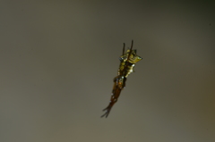 Micrathena rubicundula