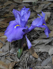 Iris planifolia image