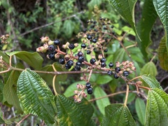 Miconia laevigata