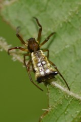 Micrathena rubicundula