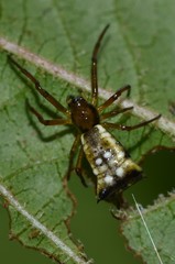 Micrathena rubicundula