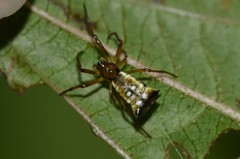 Micrathena rubicundula