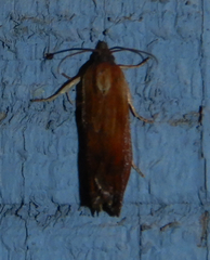 Eucosma umbrastriana