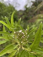 Ageratina resiniflua