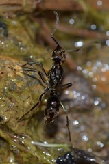 Neoponera aenescens