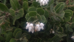 Arctostaphylos columbiana