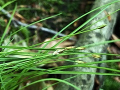 Trichophorum planifolium