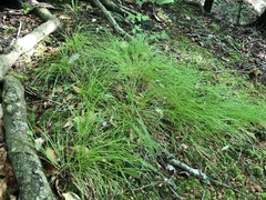 Trichophorum planifolium