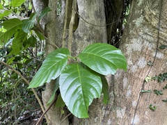 Pisonia roqueae