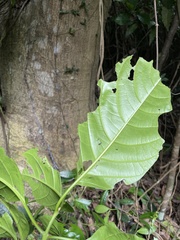 Pisonia roqueae