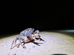 Dilocarcinus pagei