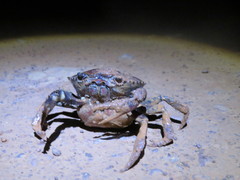 Dilocarcinus pagei