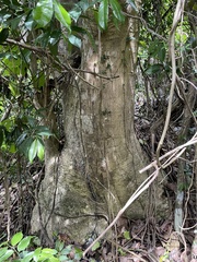 Pisonia roqueae
