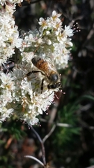 Apis mellifera