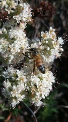 Apis mellifera