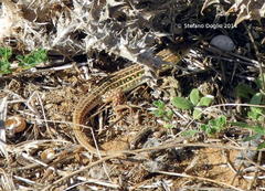 Acanthodactylus erythrurus
