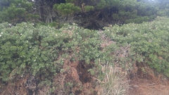 Arctostaphylos columbiana