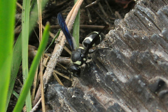 Euodynerus schwarzi