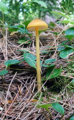 Entoloma luteum