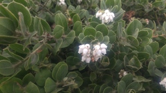 Arctostaphylos columbiana