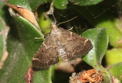 Hypsopygia phoezalis