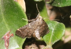 Hypsopygia phoezalis