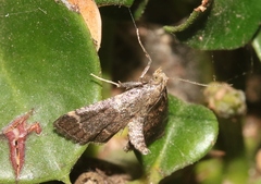 Hypsopygia phoezalis