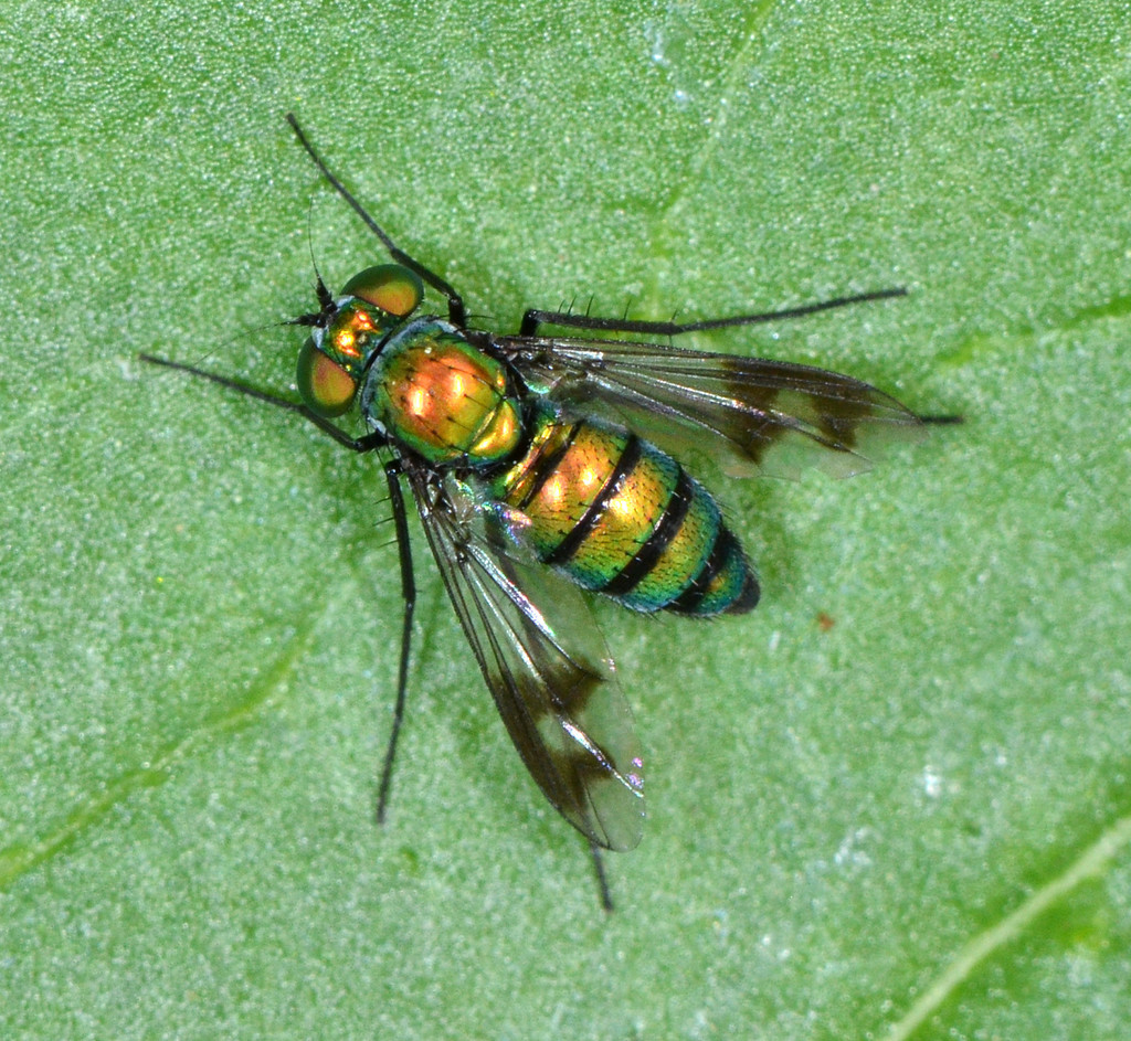 Condylostylus occidentalis