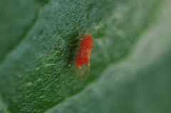 Cacopsylla coccinea