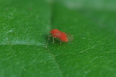 Cacopsylla coccinea