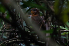 Clibanornis rubiginosus