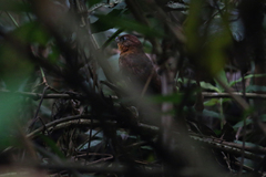 Clibanornis rubiginosus
