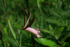 Cleistesiopsis divaricata