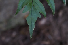 Cyrtomium fortunei