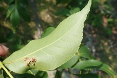 Caryomyia striolata