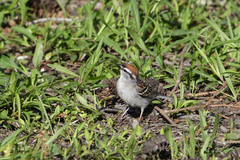 Spizella passerina