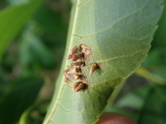 Caryomyia striolata