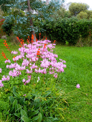 Nerine bowdenii