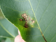 Caryomyia striolata