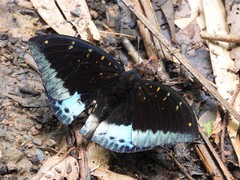 Lexias dirtea