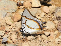 Polyura eudamippus