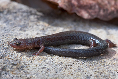 Plethodon virginia