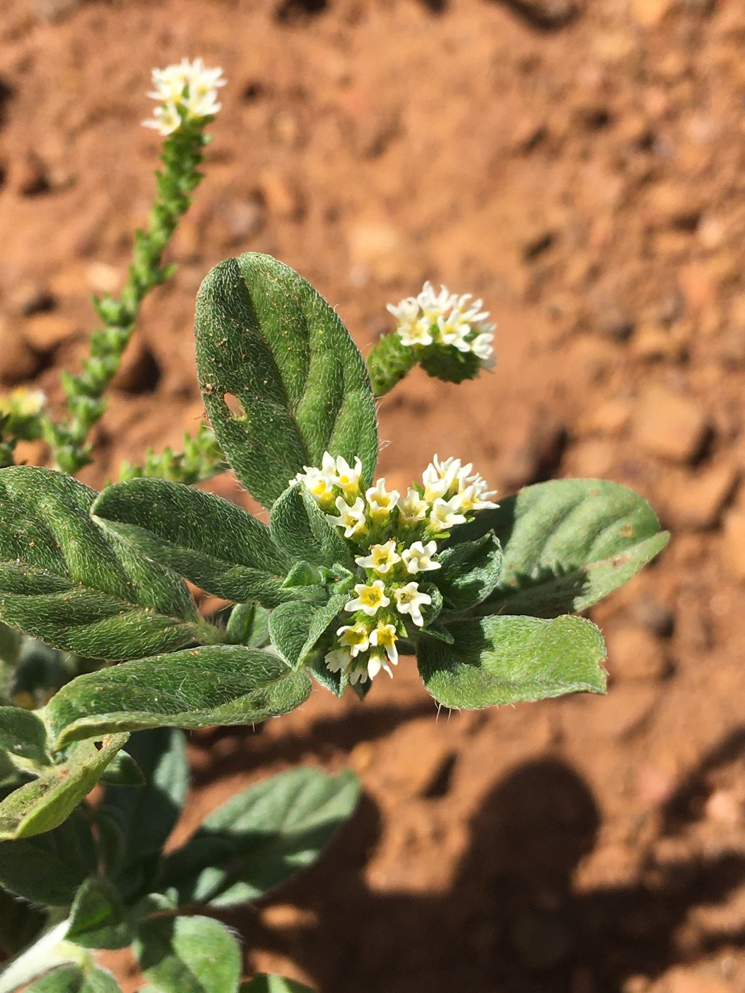 Euploca procumbens