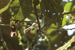 Phylloscartes superciliaris