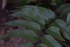 Cyrtomium fortunei