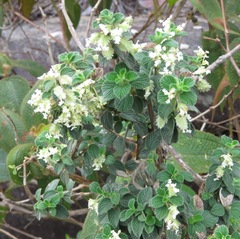 Aloysia
