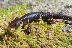 Plethodon nettingi