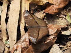 Tanaecia cocytus