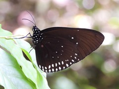 Euploea sylvester