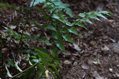 Cyrtomium fortunei